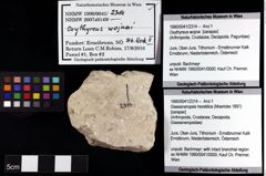 Foto (Objket + Etiketten) von Glaessneropsis heraldica (Moericke 1897) 